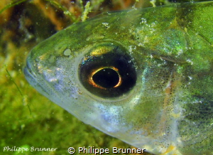Golden eye of European perch by Philippe Brunner 